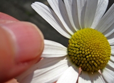 Blume