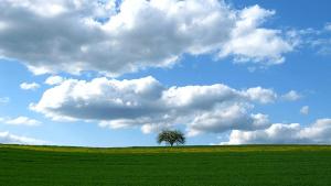 Baum in grüner Landschaft