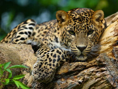 A,Predatory,Jaguar,On,A,Tree.